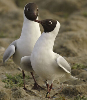 Black-headed Gull 
&copy; Jean-Michel Peers