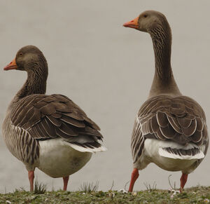 Greylag Goose 
&copy; Jean-Michel Peers
