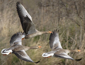 Greylag Goose 
&copy; Jean-Michel Peers