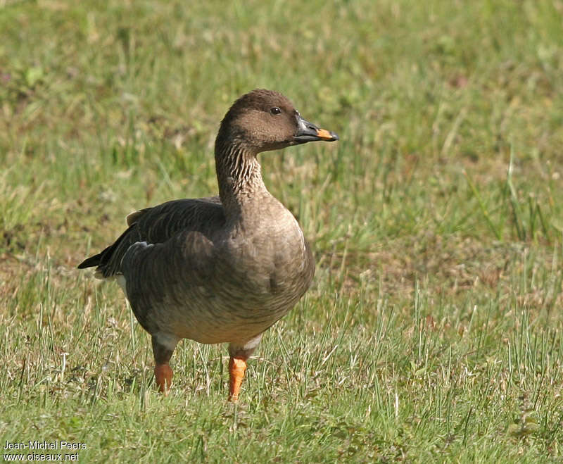 Taiga Bean Goose male adult, habitat, walking
