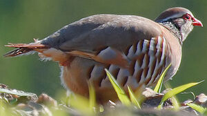 Red-legged Partridge 
&copy; Jean-Michel Peers