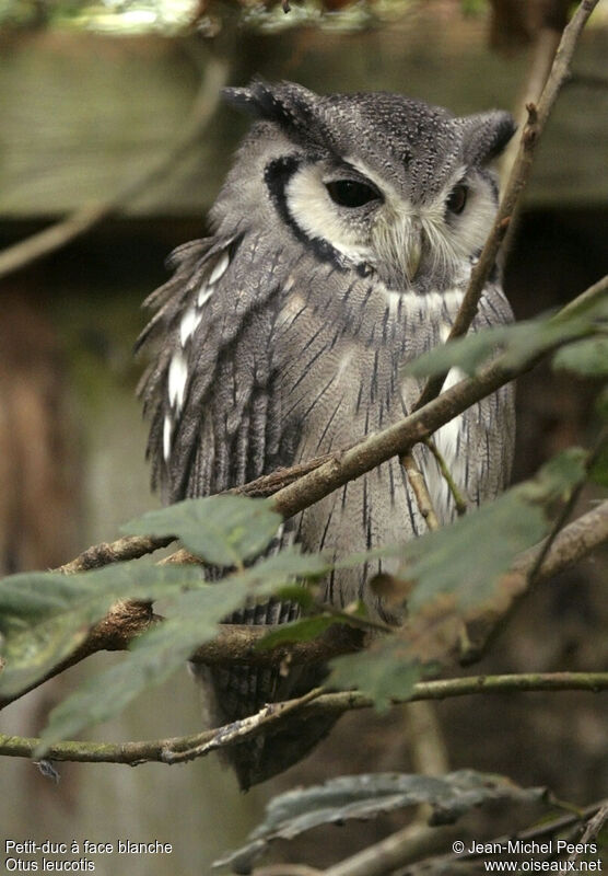 Northern White-faced Owl