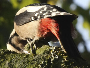 Great Spotted Woodpecker 
&copy; Jean-Michel Peers