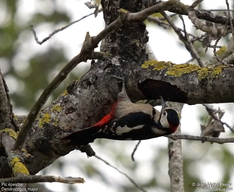Great Spotted Woodpecker male