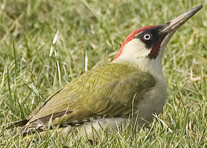 European Green Woodpecker