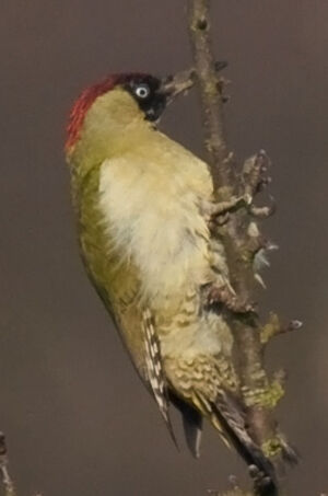 European Green Woodpecker
