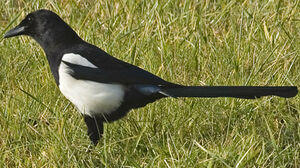 Eurasian Magpie 
&copy; Jean-Michel Peers