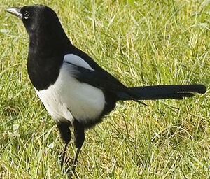 Eurasian Magpie 
&copy; Jean-Michel Peers