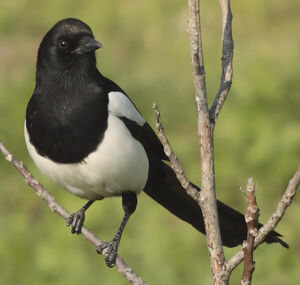 Eurasian Magpie 
&copy; Jean-Michel Peers