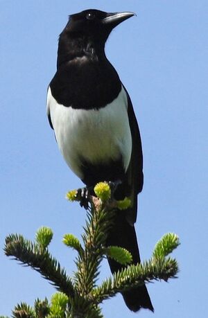 Eurasian Magpie 
&copy; Jean-Michel Peers