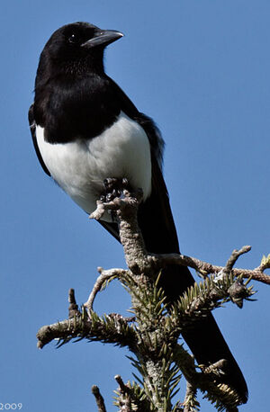 Eurasian Magpie 
&copy; Jean-Michel Peers