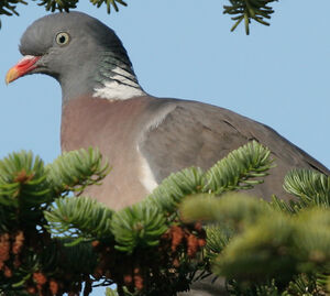 Pigeon ramier