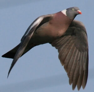 Pigeon ramier