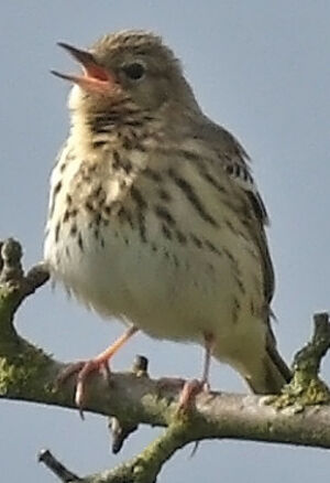 Pipit des arbres 
&copy; Jean-Michel Peers