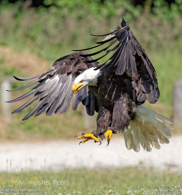 Bald Eagle, Flight