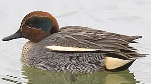 Eurasian Teal 
&copy; Jean-Michel Peers