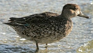 Eurasian Teal 
&copy; Jean-Michel Peers