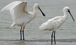 Eurasian Spoonbill 
&copy; Jean-Michel Peers
