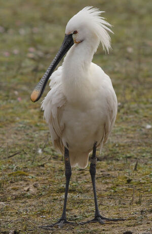 Eurasian Spoonbill 
&copy; Jean-Michel Peers