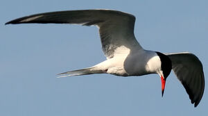 Common Tern 
&copy; Jean-Michel Peers