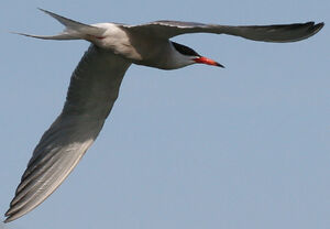 Common Tern 
&copy; Jean-Michel Peers