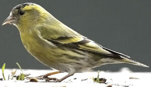 Eurasian Siskin