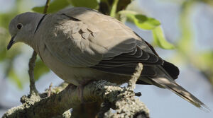 Eurasian Collared Dove 
&copy; Jean-Michel Peers