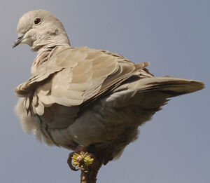 Eurasian Collared Dove 
&copy; Jean-Michel Peers