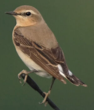 Northern Wheatear 
&copy; Jean-Michel Peers