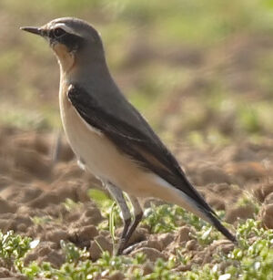 Northern Wheatear 
&copy; Jean-Michel Peers