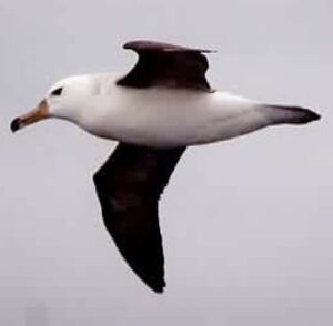 Albatros à sourcils noirs