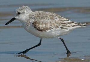 Bécasseau sanderling