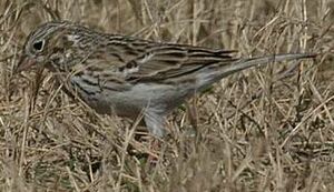 Bruant vesp�ral