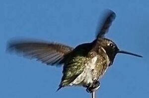Colibri � gorge noire