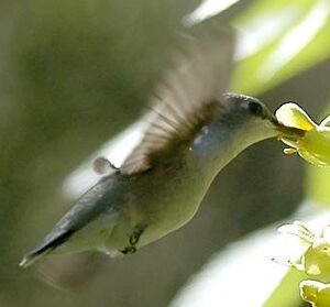 Colibri � gorge noire