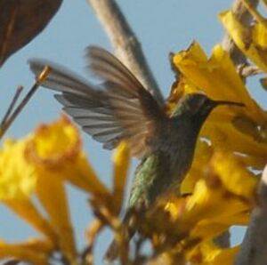 Colibri gua�numbi