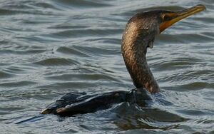 Cormoran � aigrettes