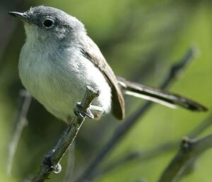 Black-tailed Gnatcatcher