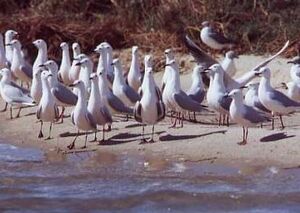 Slender-billed Gull