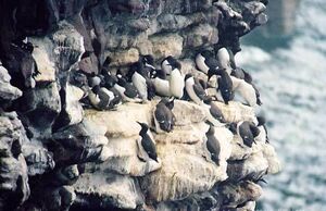 Guillemot de Tro�l