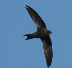 African Black Swift