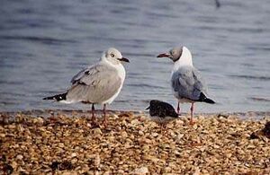 Grey-headed Gull