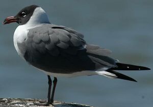 Mouette atricille 
&copy; Jean-Philippe Paris