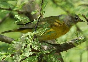 Paruline � joues grises