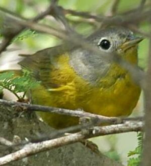Paruline � joues grises