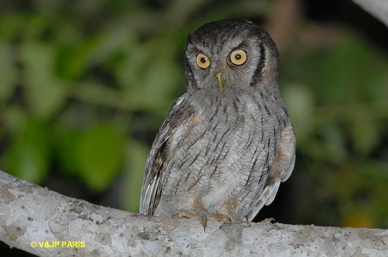 Tropical Screech Owl, identification