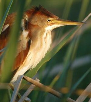 Least Bittern