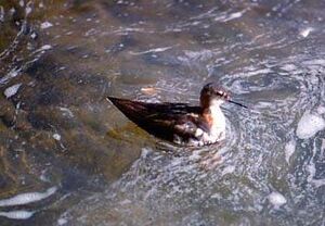 Red-necked Phalarope