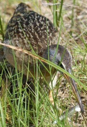 Clapper Rail