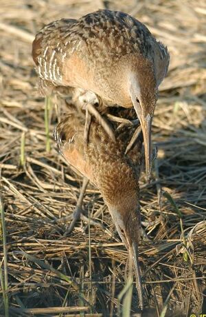 Clapper Rail